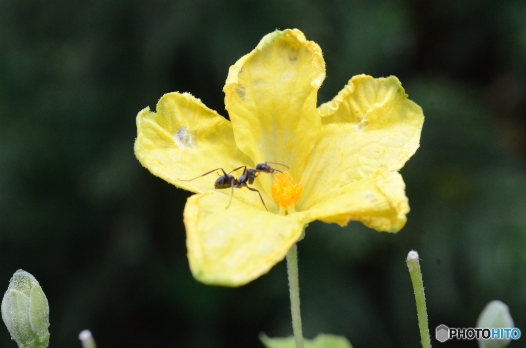 ゴーヤの花に大型の蟻さん
