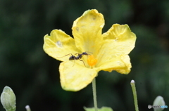 ゴーヤの花に大型の蟻さん