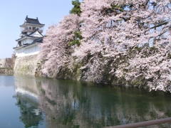 2011桜の開花日