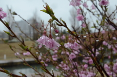 冷たい雨