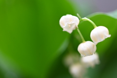 二年ぶりの開花