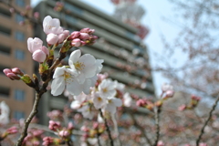 松川の桜咲きました