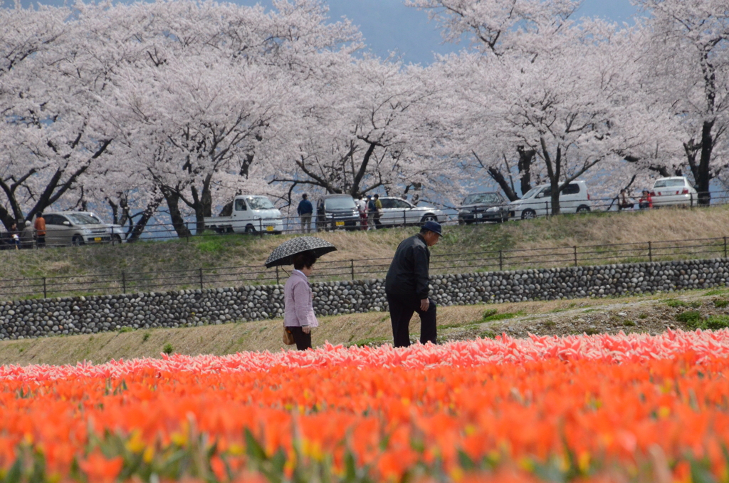 舟川4月7日in朝日町