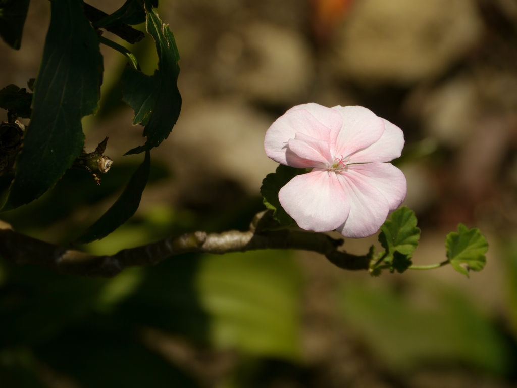 芽花