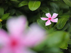 落ち着きはらった花