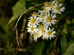 花々