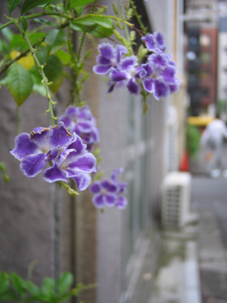 いっときの癒しinオフィス街裏
