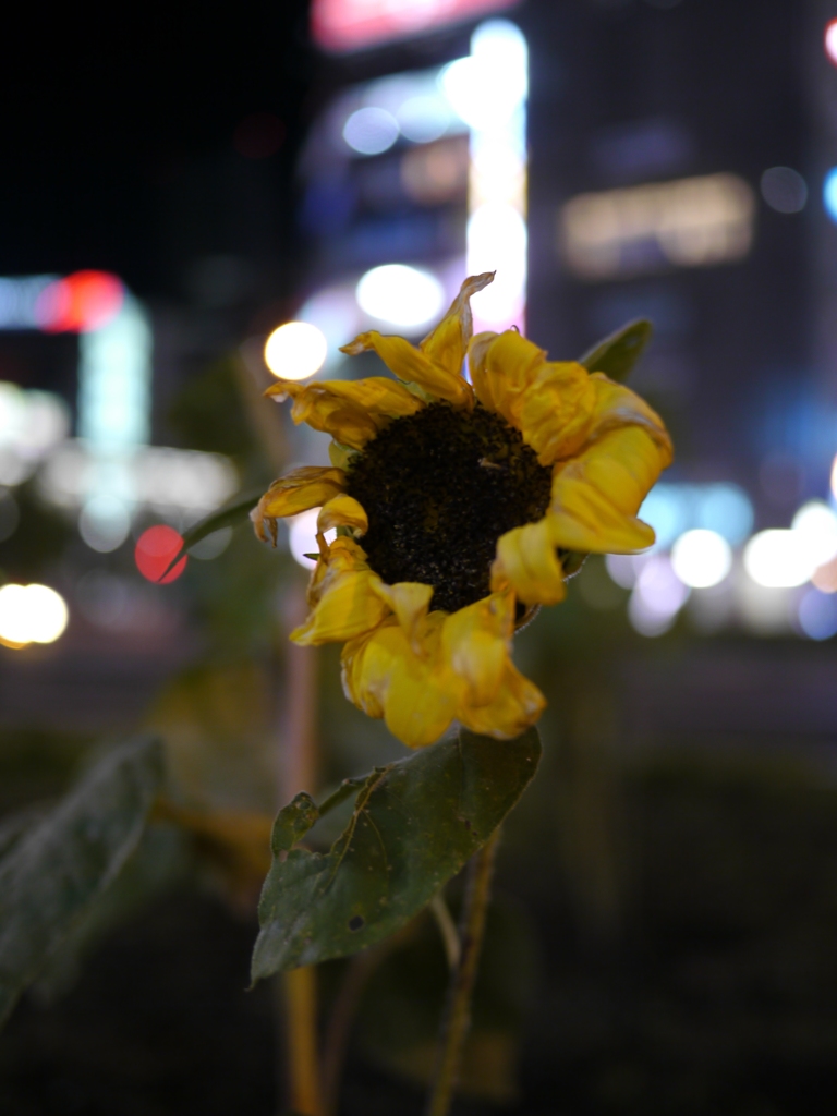 ネオン街に咲く