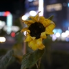 ネオン街に咲く