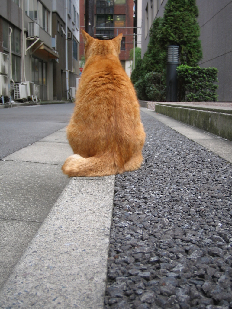 ねこinオフィス街裏