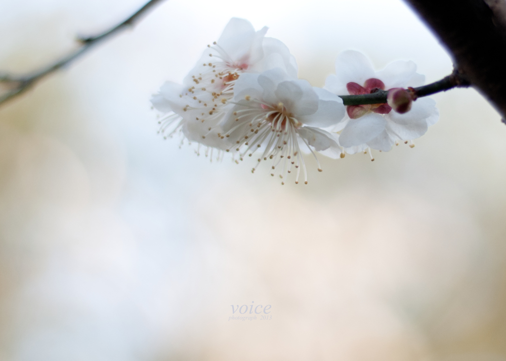 梅　04