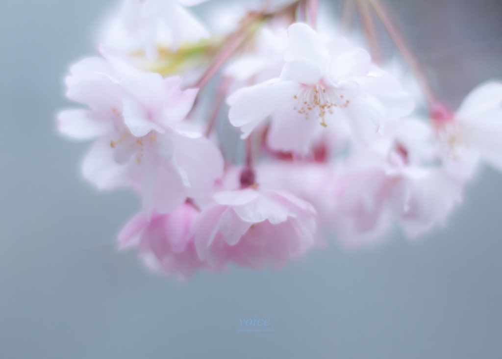暖　（さくら　05）