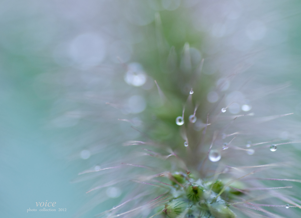 秋雨