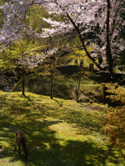 奈良公園・鹿と桜