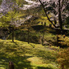 奈良公園・鹿と桜