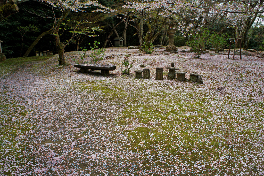 散り桜