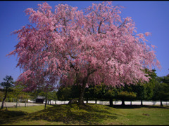 奈良公園・枝垂桜