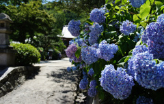 矢田寺の紫陽花