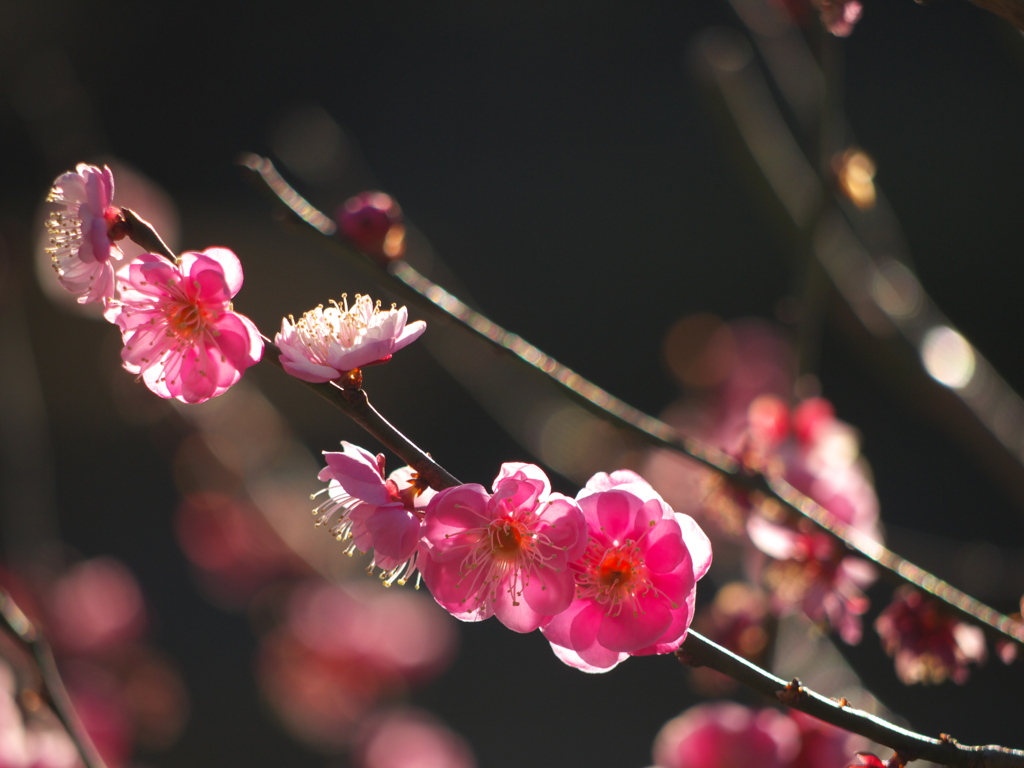 梅花