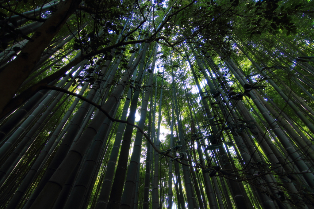 竹林を見上げて