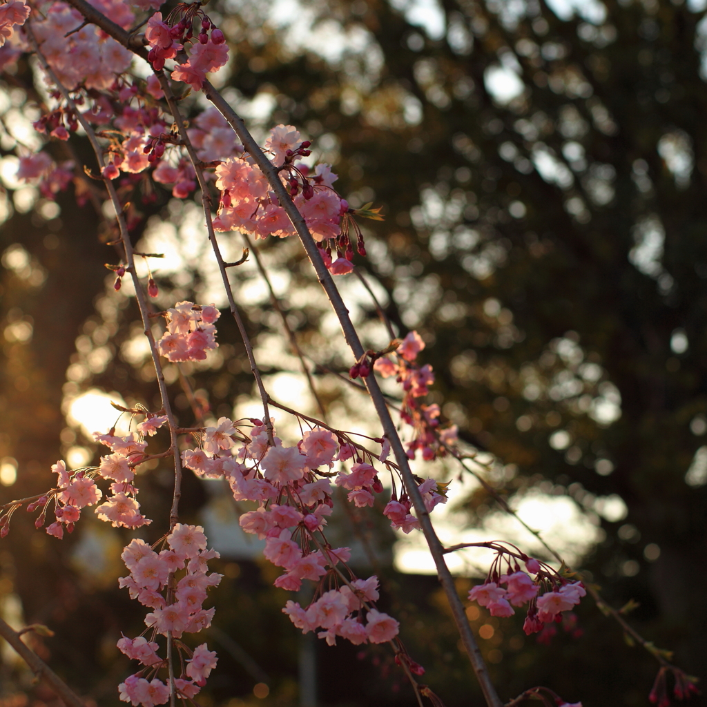 夕桜－雅－