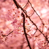 桜色