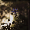 木陰の花