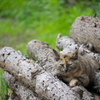 野良猫のベッド