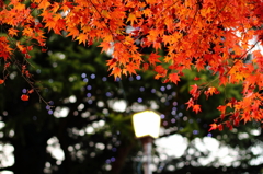 紅葉とイルミネーション