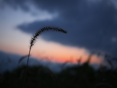 涼しくなった夕暮れ