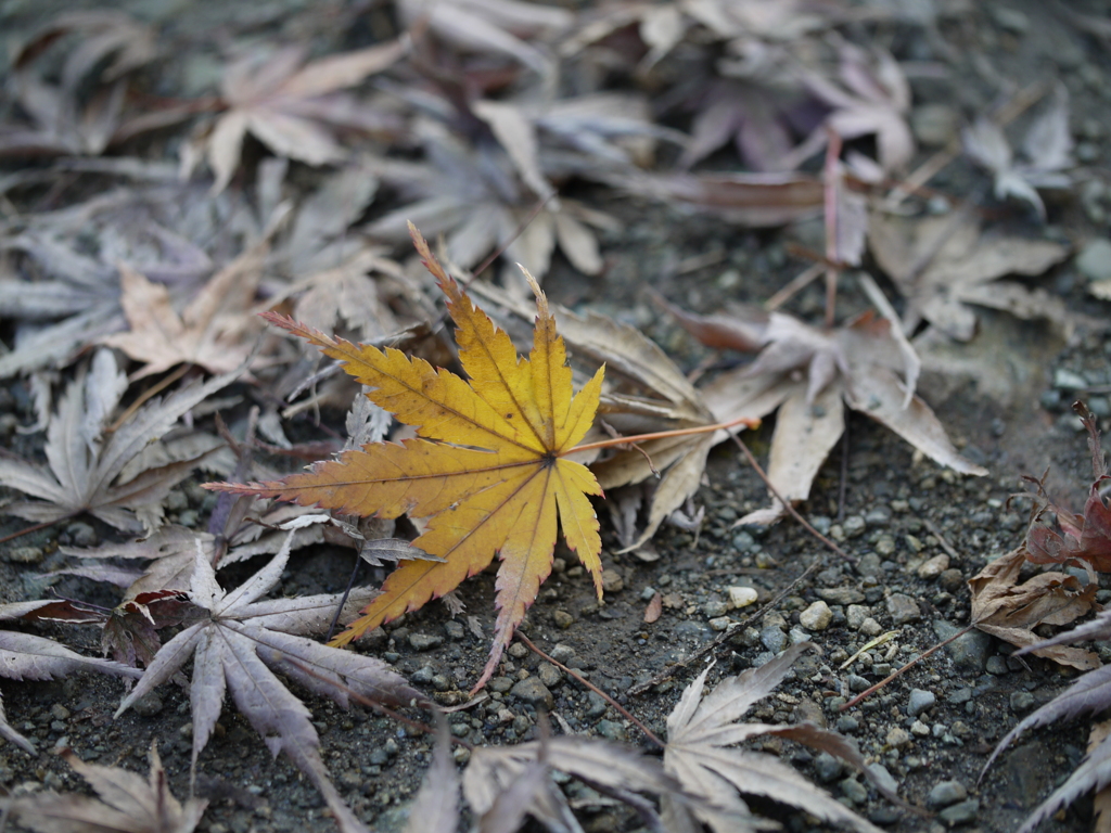 紅一点