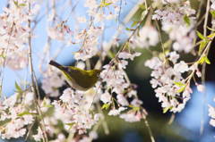 枝垂桜と春の使者