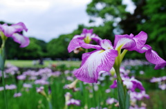 花菖蒲