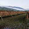 Rural　Scenery　（田舎の景色）