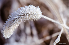 Winter　Flower