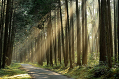 GuidePost Of Light（光りの道しるべ）