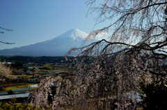 枝垂桜と富士