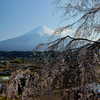 枝垂桜と富士