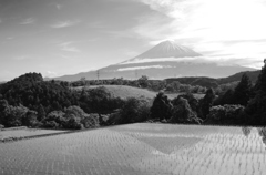 田んぼと富士