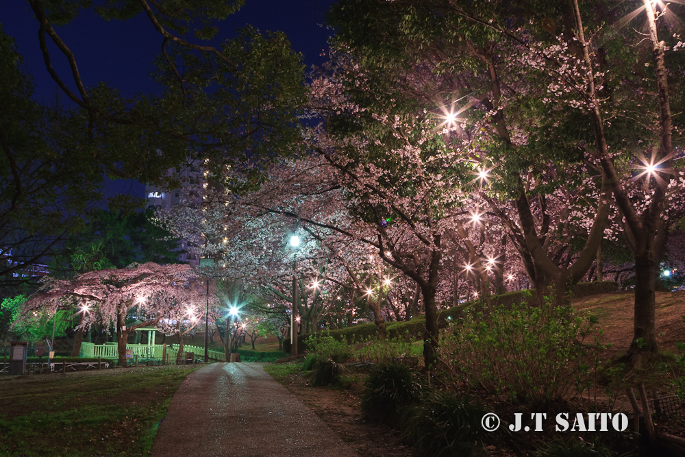 豊明市三﨑公園　ライトアップ