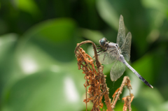 EF 100mm 2.8L IS - dragonfly