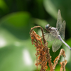 EF 100mm 2.8L IS - dragonfly