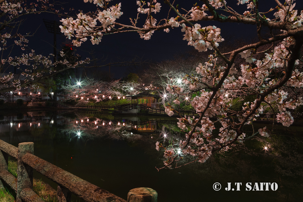 亀城公園ライトアップ