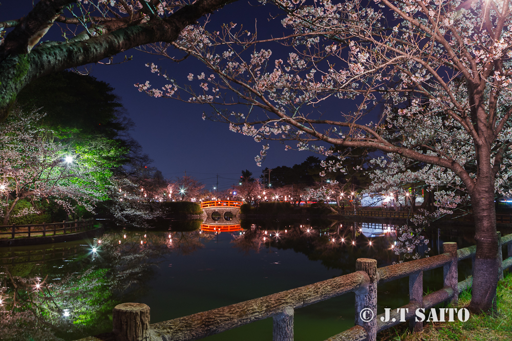 亀城公園ライトアップ