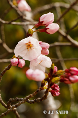 亀城公園の桜
