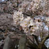 六地蔵寺　垂れ桜