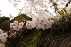 旧茨城県庁のさくら