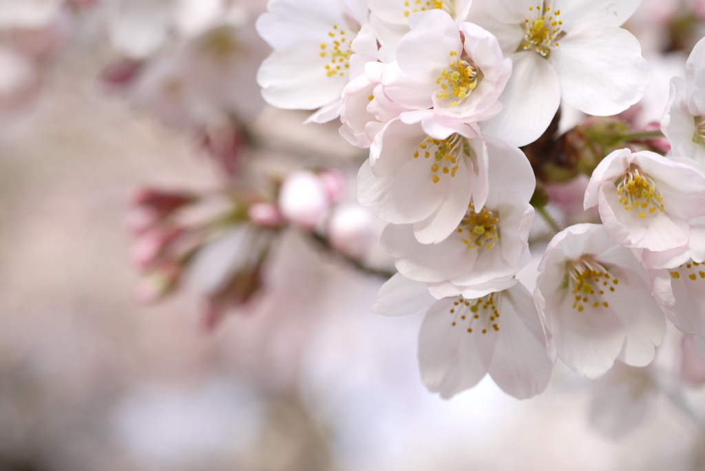 六地蔵寺　垂れ桜