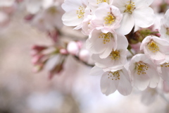 六地蔵寺　垂れ桜