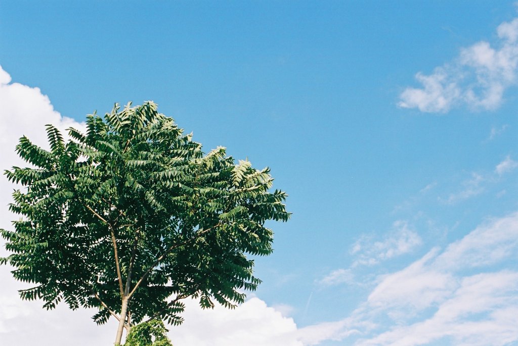 木と空